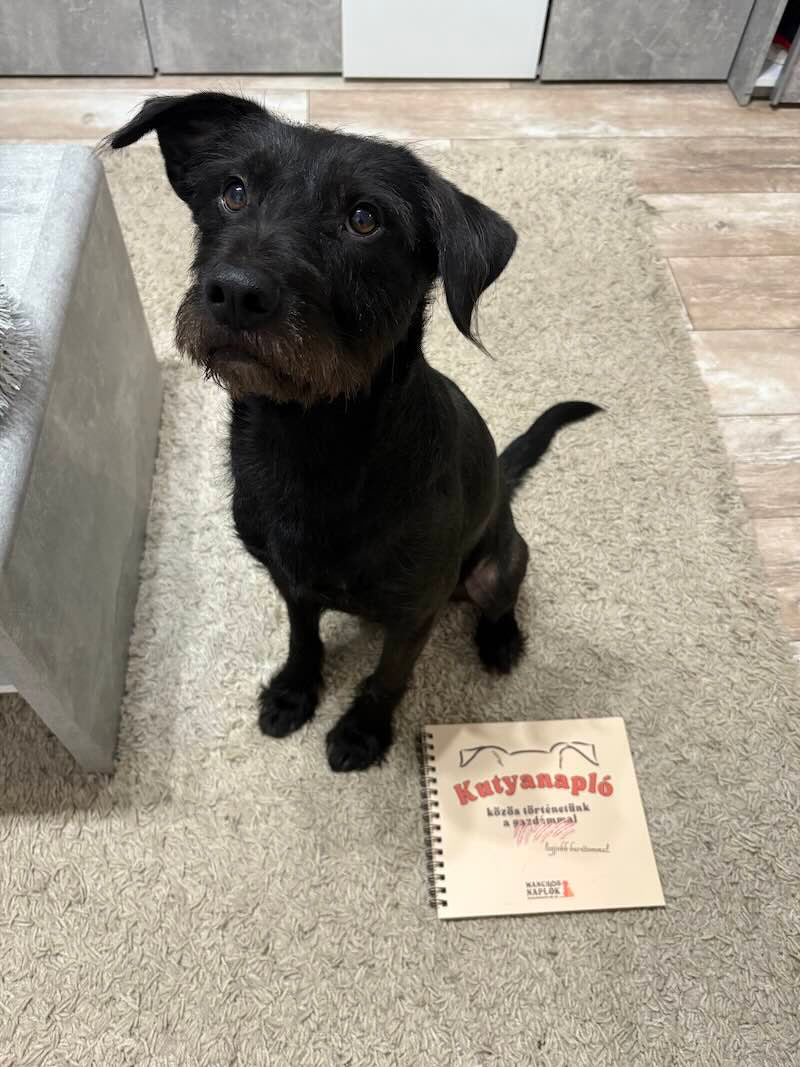 Kutyanapló a Mancsos Naplók sorozat részeként, mellette egy fekete kutya ül és néz a gazdijára.