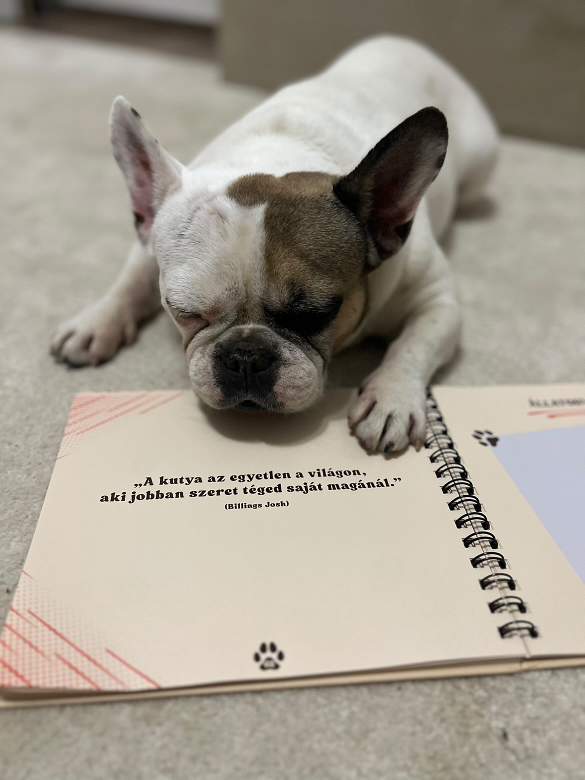 Kinyitott Kutyanapló a Mancsos Naplók sorozat részeként, mögötte egy kutya fekszik és a feje, valamint a lába rátéve a naplóra.