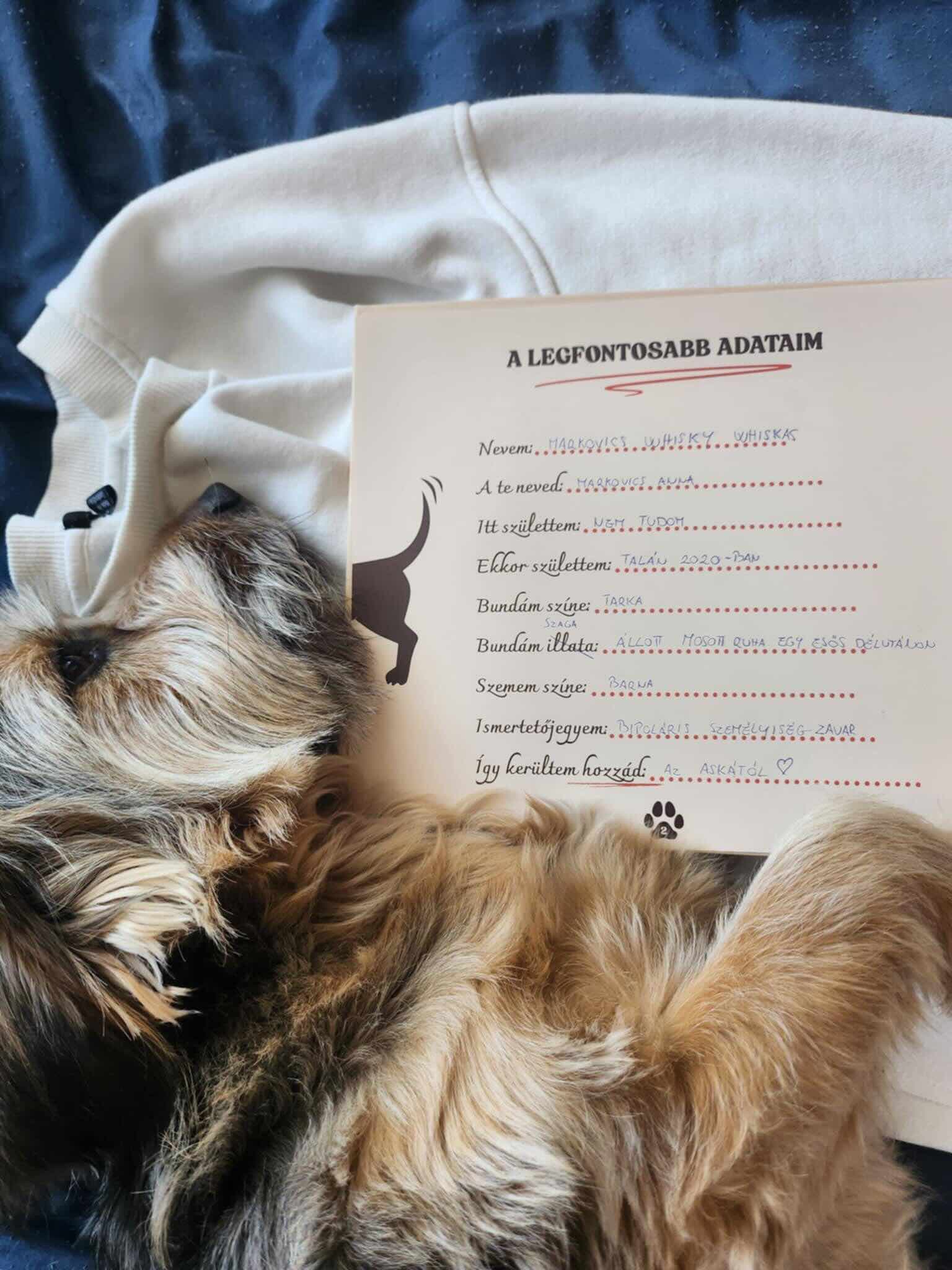 Kitöltött Kutyanapló a Mancsos Naplók sorozat részeként, amire egy kutya fekszik rá.