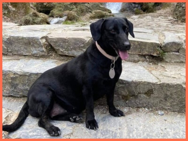 Picúr kutya, aki ihlette a Kutyanaplót ül egy lépcsőn boldogan.